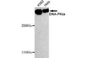 Western blot detection of DNA-PKcs in Hela and K562 cell lysates using DNA-PKcs mouse mAb (1:1000 diluted). (PRKDC 抗体)