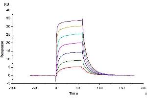 Surface Plasmon Resonance (SPR) image for Fc Fragment of IgG, Low Affinity IIIb, Receptor (CD16b) (FCGR3B) (AA 17-200) protein (His tag) (ABIN7274593)