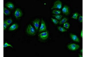 Immunofluorescent analysis of A549 cells using ABIN7166468 at dilution of 1:100 and Alexa Fluor 488-congugated AffiniPure Goat Anti-Rabbit IgG(H+L) (F2RL1 抗体  (AA 348-397))