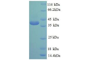 cAMP Responsive Element Binding Protein 1 (CREB1) ELISA Kit