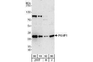 Western Blotting (WB) image for anti-Proteasome (Prosome, Macropain) Inhibitor Subunit 1 (PI31) (PSMF1) (AA 221-271) antibody (ABIN7449796)