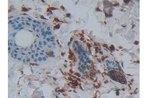 DAB staining on IHC-P; Samples: Rat Skin Tissue (PLA2G2A 抗体  (AA 22-146))