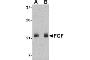 Western Blotting (WB) image for anti-Fibroblast Growth Factor 4 (FGF4) (C-Term) antibody (ABIN1030394) (FGF4 抗体  (C-Term))