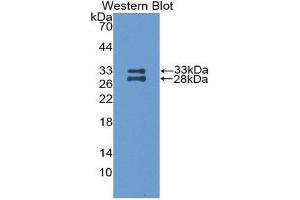 Western Blotting (WB) image for anti-Apolipoprotein A-I (APOA1) (AA 25-264) antibody (ABIN1077813) (APOA1 抗体  (AA 25-264))