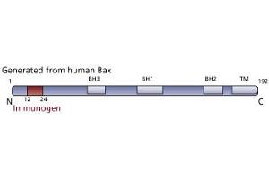 Image no. 2 for anti-BCL2-Associated X Protein (BAX) (N-Term) antibody (ABIN967537)