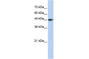 WB Suggested Anti-CPN1 Antibody Titration: 0. (CPN1 抗体  (Middle Region))