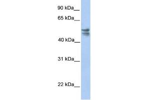 WB Suggested Anti-TRMU Antibody Titration:  0. (TRMU 抗体  (C-Term))