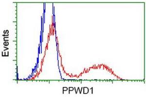 HEK293T cells transfected with either RC204570 overexpress plasmid (Red) or empty vector control plasmid (Blue) were immunostained by anti-PPWD1 antibody (ABIN2453499), and then analyzed by flow cytometry. (PPWD1 抗体)