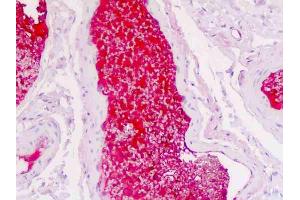 Anti-SERPINA1 / Alpha 1 Antitrypsin antibody IHC staining of human colon, vessel plasma. (SERPINA1 抗体)