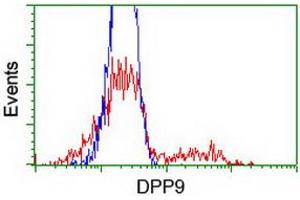 HEK293T cells transfected with either RC224465 overexpress plasmid (Red) or empty vector control plasmid (Blue) were immunostained by anti-DPP9 antibody (ABIN2455565), and then analyzed by flow cytometry. (DPP9 抗体)