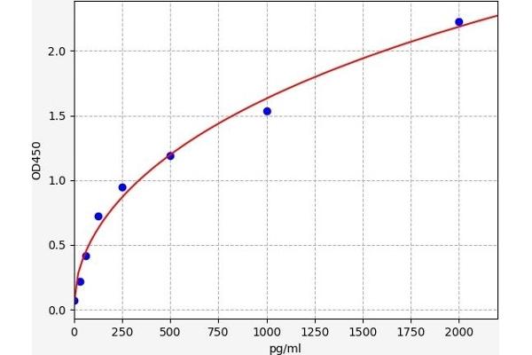 SYN1 ELISA 试剂盒