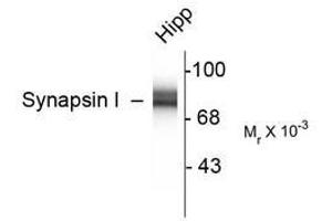 Image no. 2 for anti-Synapsin I (SYN1) antibody (ABIN305714) (SYN1 抗体)