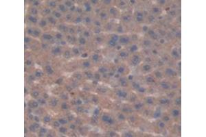 IHC-P analysis of Rat Tissue, with DAB staining. (FDFT1 抗体  (AA 187-416))