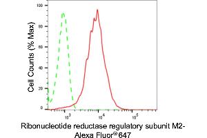 anti-Ribonucleotide Reductase M2 (RRM2) antibody