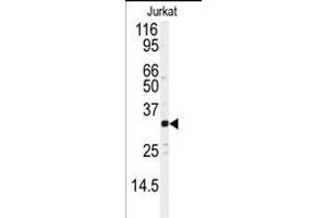 Western blot analysis of anti-JUND Antibody  (ABIN391618 and ABIN2837971) in Jurkat cell line lysates (35 μg/lane). (JunD 抗体  (AA 233-262))