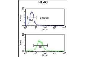 IGH Antibody (C-Term) (ABIN652729 and ABIN2837850) flow cytometric analysis of HL-60 cells (bottom histogram) compared to a negative control cell (top histogram). (IgH 抗体  (C-Term))