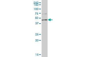 PPP1R7 MaxPab polyclonal antibody. (PPP1R7 抗体  (AA 1-360))