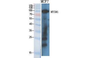 Western Blot (WB) analysis of specific cells using MYSM1 Polyclonal Antibody. (MYSM1 抗体  (Internal Region))