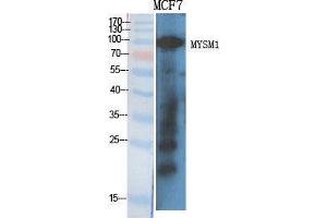 Western Blot (WB) analysis of specific cells using MYSM1 Polyclonal Antibody.