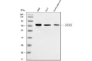 Western blot analysis of SH3PX1/SNX9 using anti-SH3PX1/SNX9 antibody (ABIN7600637).