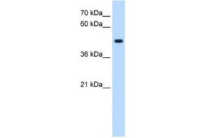 STYK1 antibody used at 0. (STYK1 抗体  (C-Term))