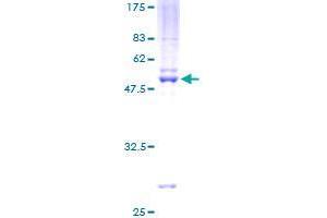 TFEC Protein (AA 1-197) (GST tag)