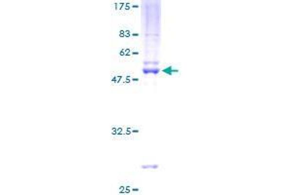 TFEC Protein (AA 1-197) (GST tag)