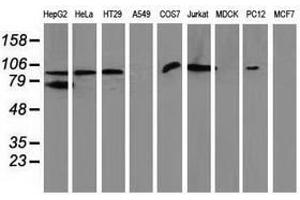 Image no. 2 for anti-Gephyrin (GPHN) antibody (ABIN1498431) (Gephyrin 抗体)