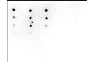 Dot Blot analysis was performed with peptides containing a variety of histone modifications and the unmodified H4. (Histone H4 抗体  (acLys5))