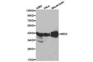 Western Blotting (WB) image for anti-Mitogen-Activated Protein Kinase Kinase 2 (MAP2K2) antibody (ABIN1873604) (MEK2 抗体)