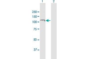 Western Blot analysis of RAPGEF3 expression in transfected 293T cell line by RAPGEF3 MaxPab polyclonal antibody. (RAPGEF3 抗体  (AA 1-881))