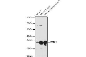 Western blot analysis of extracts of various cell lines, using IGFBP5 antibody (ABIN3022435, ABIN3022436, ABIN3022437 and ABIN6218818) at 1:1000 dilution. (IGFBP5 抗体  (AA 21-272))
