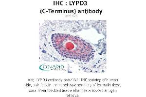 Image no. 1 for anti-LY6/PLAUR Domain Containing 3 (LYPD3) (C-Term) antibody (ABIN1736619) (LYPD3 抗体  (C-Term))