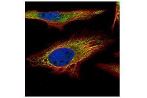 ICC/IF Image Confocal immunofluorescence analysis (Olympus FV10i) of paraformaldehyde-fixed HeLa, using PNPase, antibody (Green) at 1:500 dilution. (PNPT1 抗体)