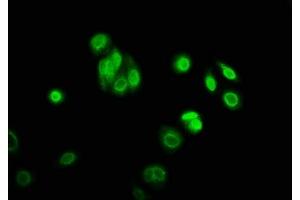 Immunofluorescence staining of HepG2 cells with ABIN7169445 at 1:166, counter-stained with DAPI. (SHF 抗体  (AA 1-159))