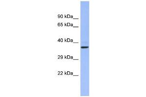 WB Suggested Anti-CHRFAM7A Antibody Titration:  0. (CHRFAM7A 抗体  (Middle Region))