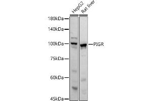 Western blot analysis of extracts of various cell lines, using PIGR antibody (ABIN6128562, ABIN6145618, ABIN6145620 and ABIN6221728) at 1:1000 dilution. (PIGR 抗体  (AA 661-764))