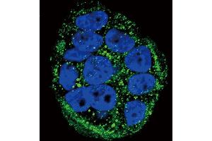 Confocal immunofluorescent analysis of FXN Antibody (Center) (ABIN390378 and ABIN2840780) with WiDr cell followed by Alexa Fluor 488-conjugated goat anti-rabbit lgG (green). (Frataxin 抗体  (AA 72-102))