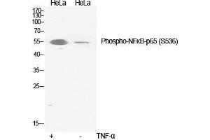 Western Blot (WB) analysis of specific cells using Phospho-NFkappaB-p65 (S536) Polyclonal Antibody. (NF-kB p65 抗体  (pSer536))