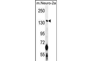 Western blot analysis in mouse Neuro-2a cell line lysates (35ug/lane). (CAMSAP1 抗体  (N-Term))