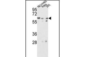 Western blot analysis of GNS Antibody (Center ) (ABIN390493 and ABIN2840852) in NCI-, Hela, 293 cell line lysates (35 μg/lane). (GNS 抗体  (AA 283-313))