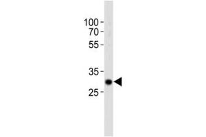 Western blot analysis of lysate from mouse kidney tissue using Hes1 antibody diluted at 1:1000. (HES1 抗体  (AA 102-137))