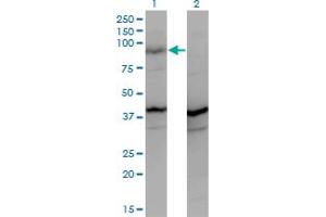 Western Blot analysis of PCDHGA2 expression in transfected 293T cell line by PCDHGA2 monoclonal antibody (M01A), clone 2A7. (PCDHGA2 抗体  (AA 223-331))