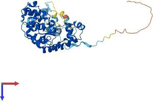 Endogenous Bornavirus-Like Nucleoprotein 1 (EBLN1) (AA 1-366) protein (His tag)