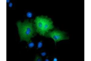 Immunofluorescence (IF) image for anti-rho GTPase Activating Protein 25 (ARHGAP25) antibody (ABIN1496708) (ARHGAP25 抗体)