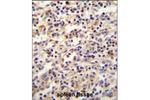 IGF2BP2 antibody immunohistochemistry analysis in formalin fixed and paraffin embedded human spleen tissue followed by peroxidase conjugation of the secondary antibody and DAB staining. (IGF2BP2 抗体  (C-Term))