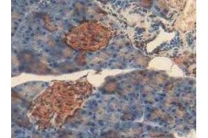 IHC-P analysis of Mouse Pancreas Tissue, with DAB staining. (Insulin 抗体  (AA 25-54, AA 90-110))