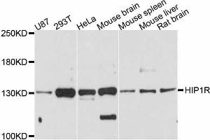 Western blot analysis of extracts of various cell lines, using HIP1R antibody. (HIP1R 抗体  (AA 300-600))