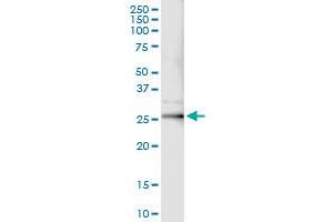 Immunoprecipitation of JUNB transfected lysate using anti-JUNB MaxPab rabbit polyclonal antibody and Protein A Magnetic Bead , and immunoblotted with JUNB MaxPab mouse polyclonal antibody (B01) . (JunB 抗体  (AA 1-347))