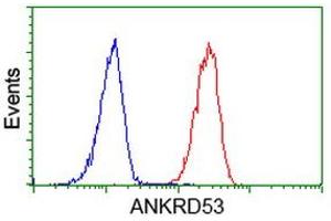 Image no. 2 for anti-Ankyrin Repeat Domain 53 (ANKRD53) (AA 1-300) antibody (ABIN1490722) (ANKRD53 抗体  (AA 1-300))